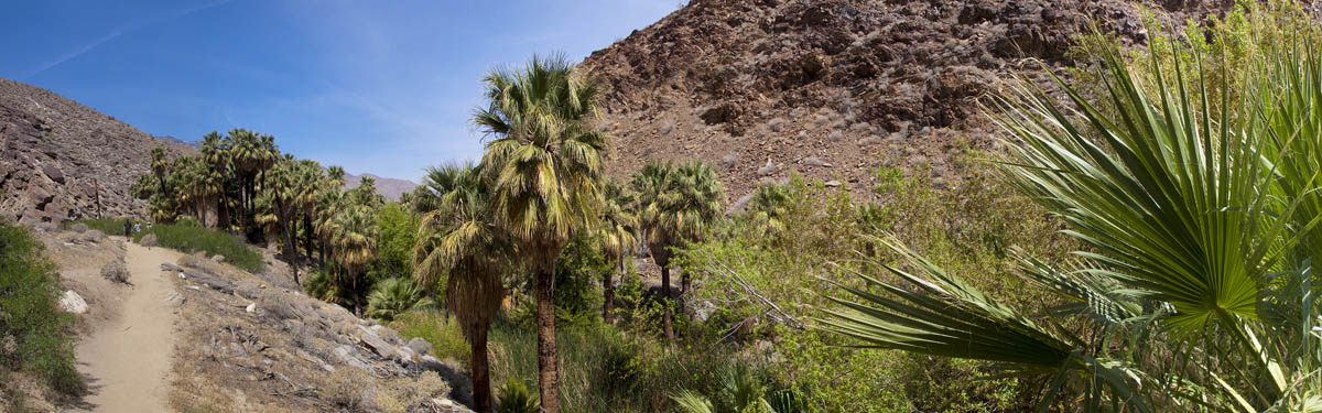 Palm Canyon Image