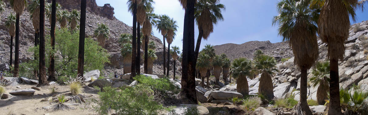 Palm Canyon Image