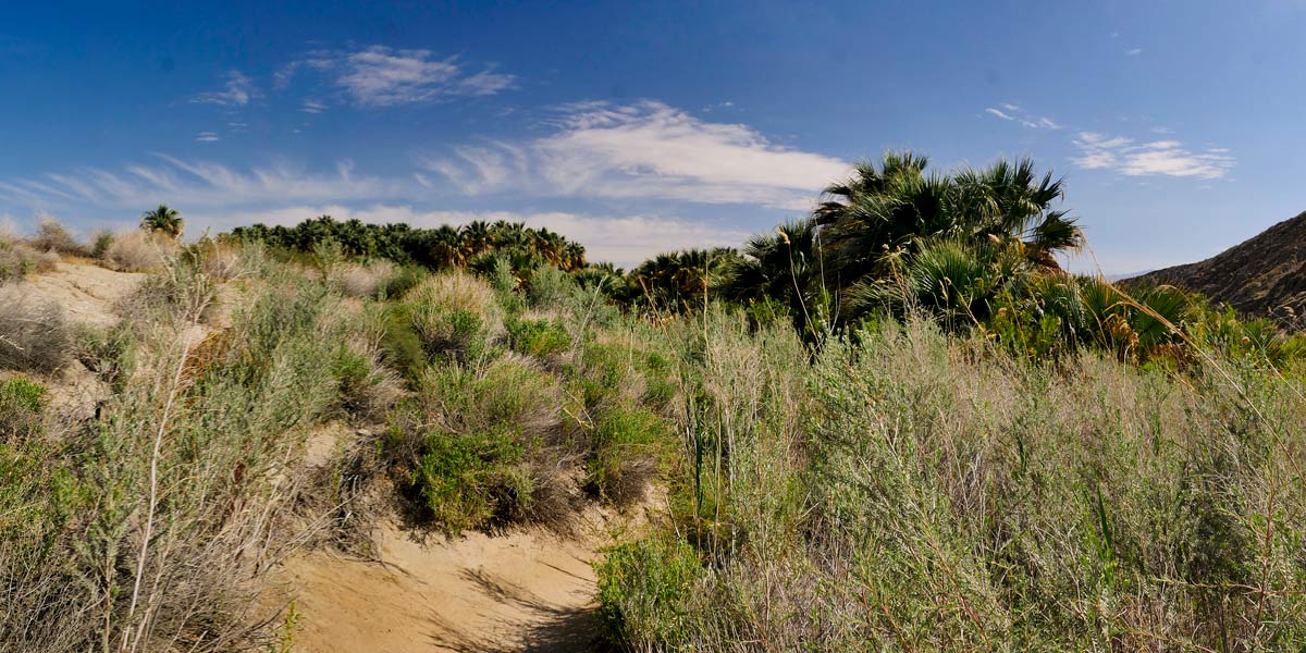 Cochella Preserve