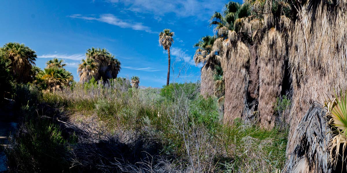 Cochella Preserve