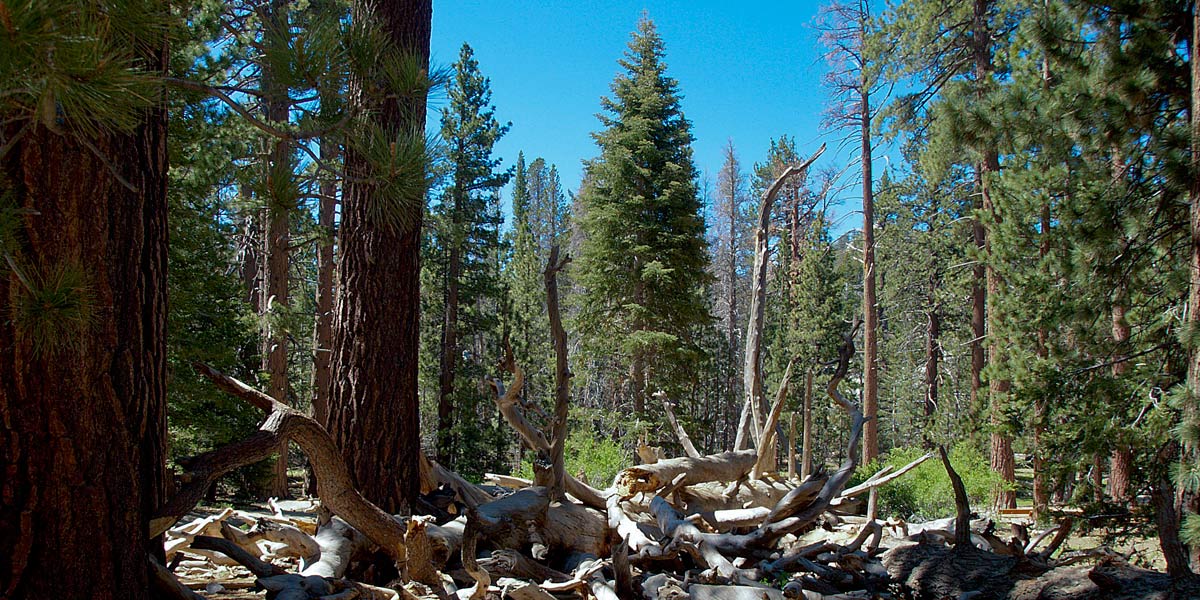 Joshua Tree Park image